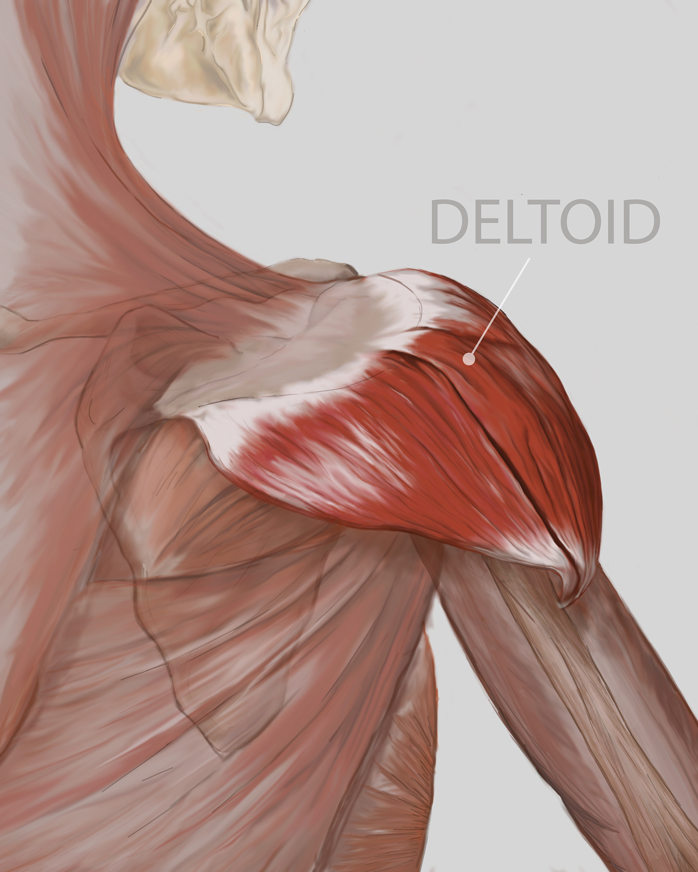 deltoid medical illustration muscle photoshop skeleton bones Drawing  artwork sketch digital illustration