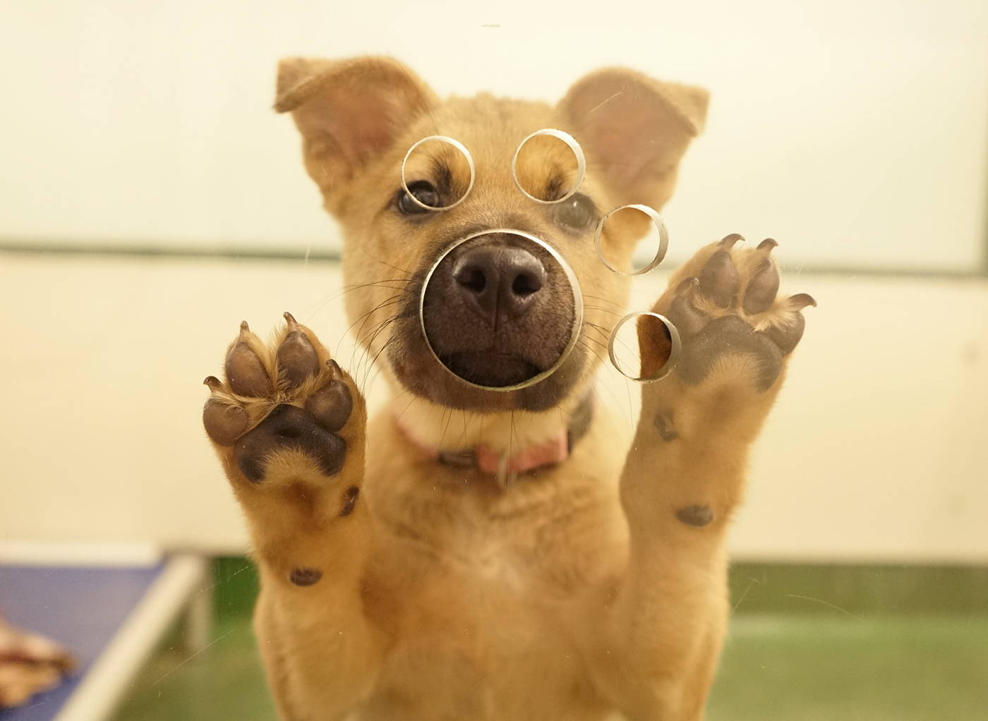 animal shelter volunteer dog Cat adoption Hong Kong stray stray dog