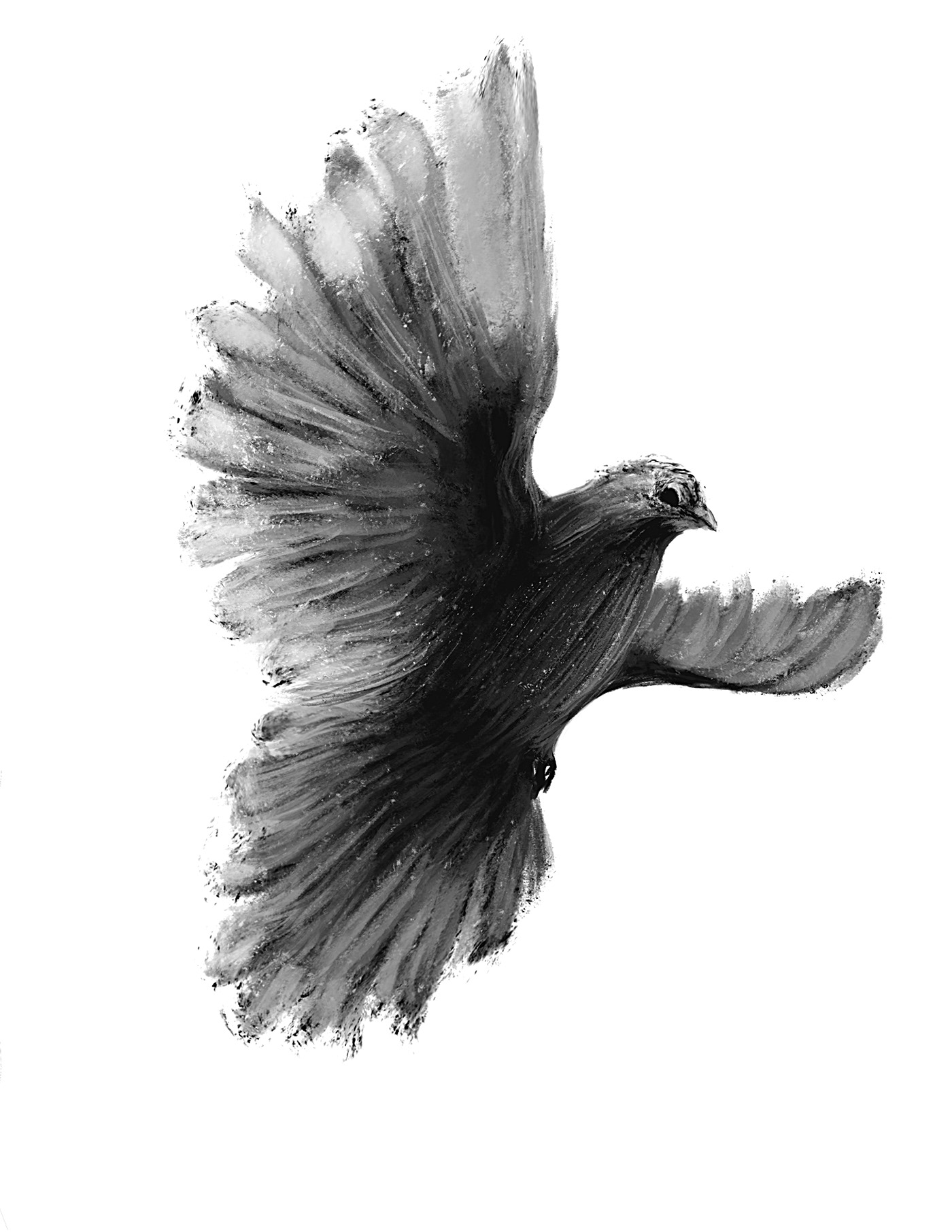 illustration of a black and white bird flying by chris corridore