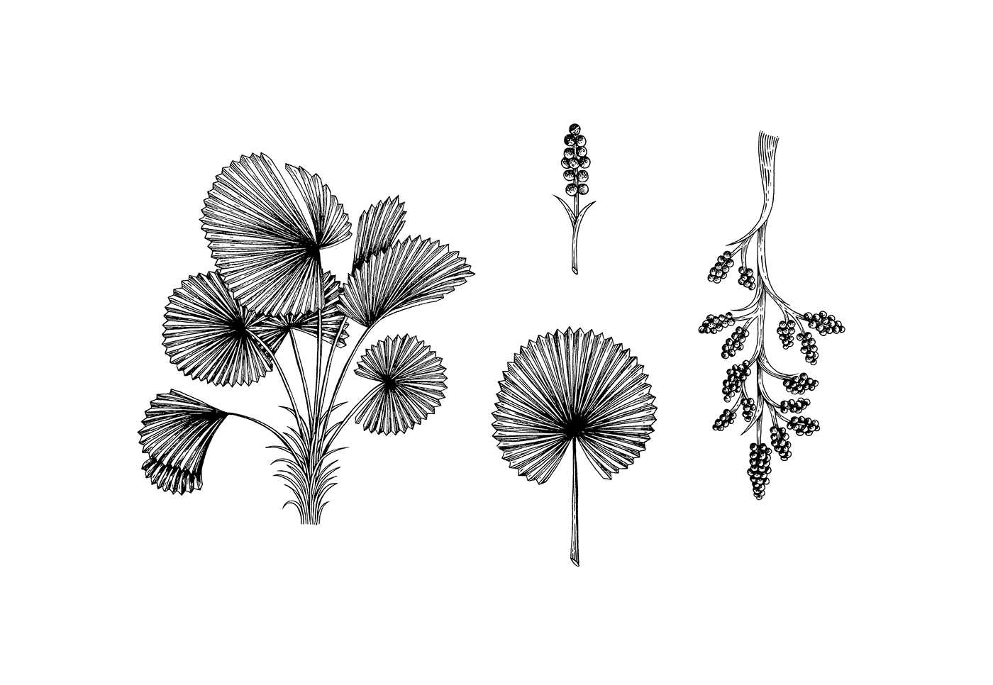 botanica botanical ilustración botánica plantas plants