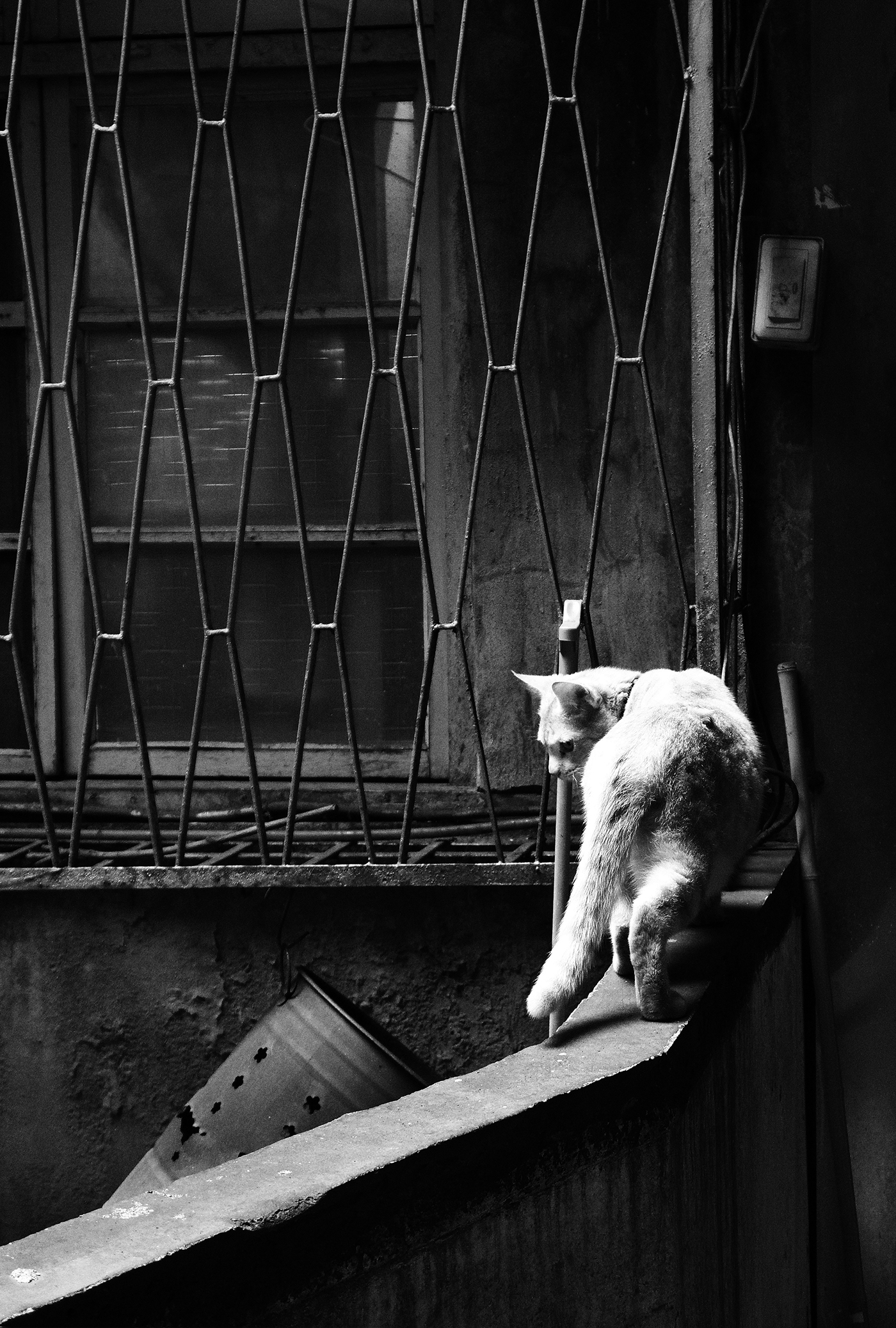 Cat stray life city animal mix photo abandon homeless Outdoor