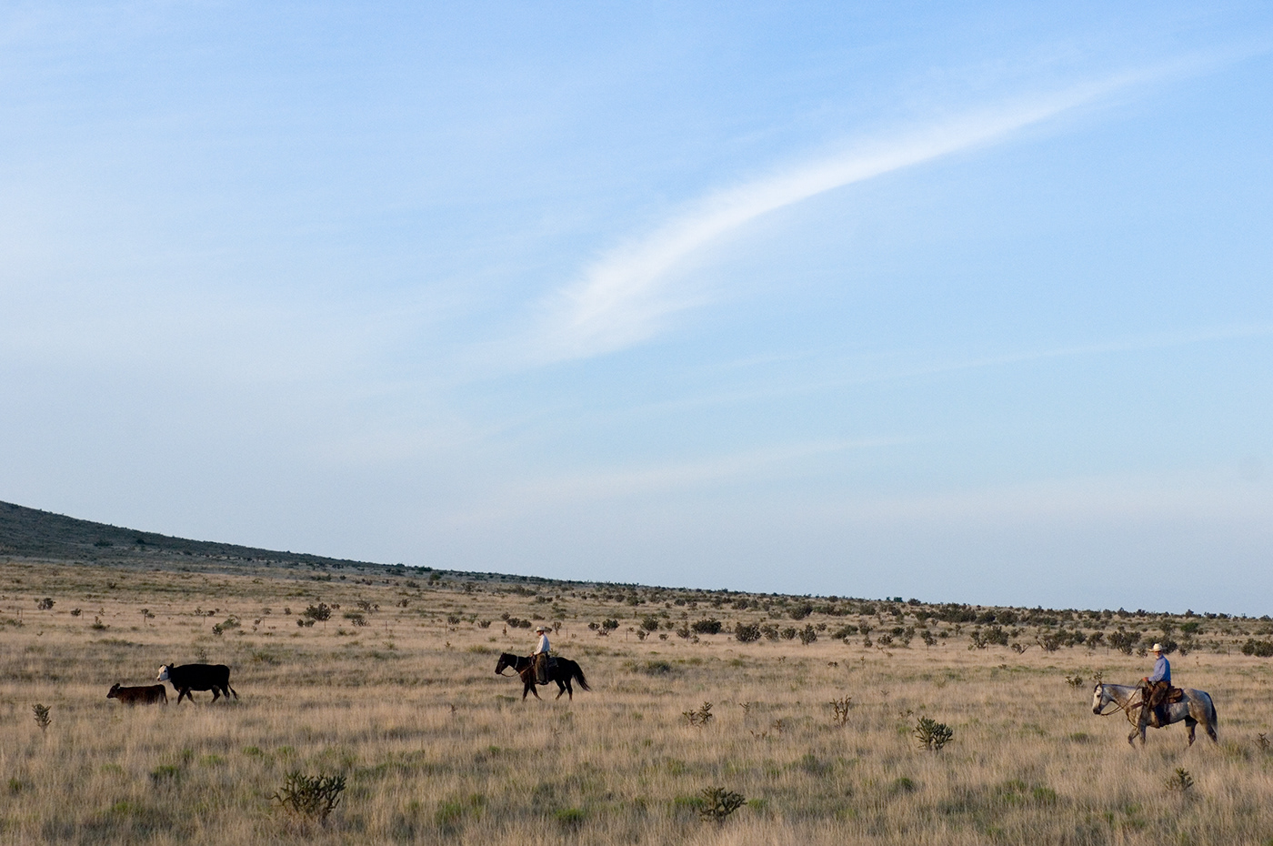 grass fed beef ute creek new mexico cattle ranch Sustainability Commercial Photography