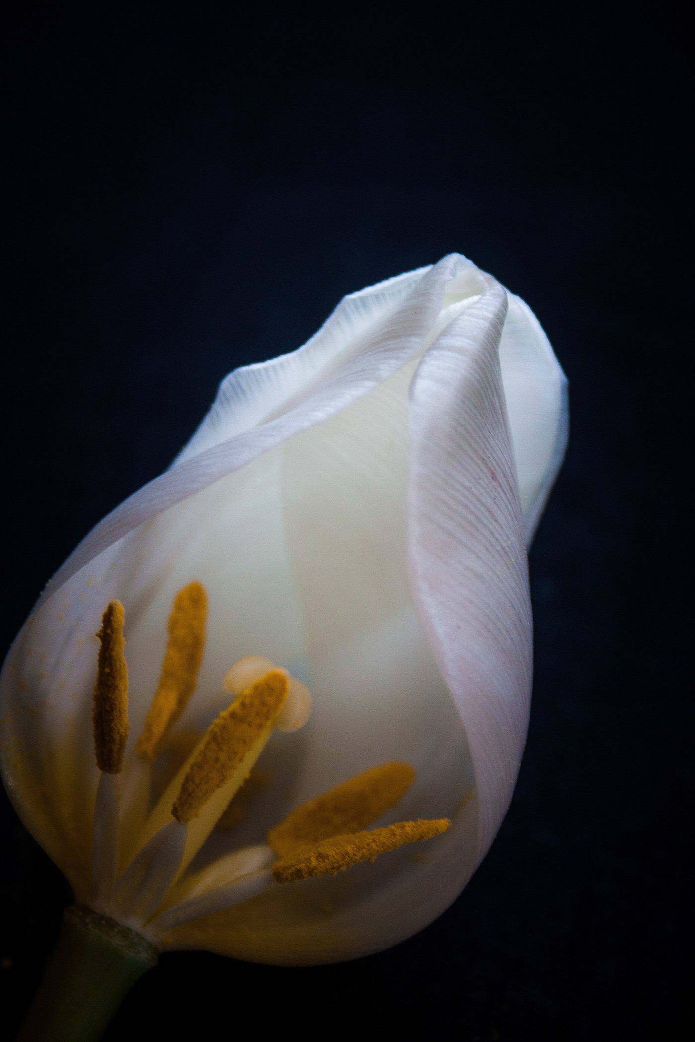 tulips flower lanterns light darkness Indoors still-life slose-up