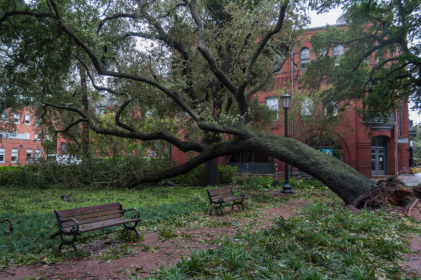 Hurricane Matthew Savannah debris Downed Trees