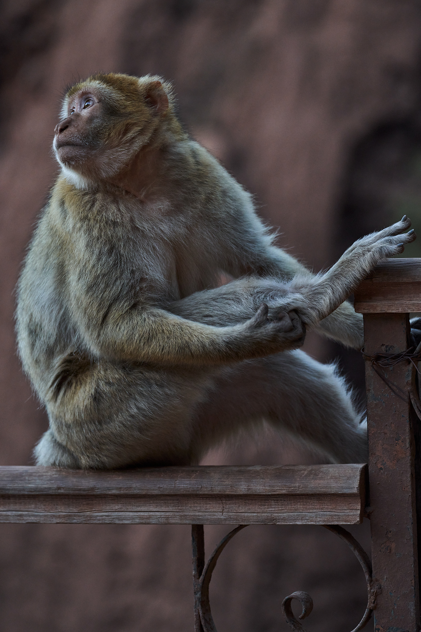 Wildlife photography Morocco primate monkey animal Barbary macaques Macaca sylvanus marrocos