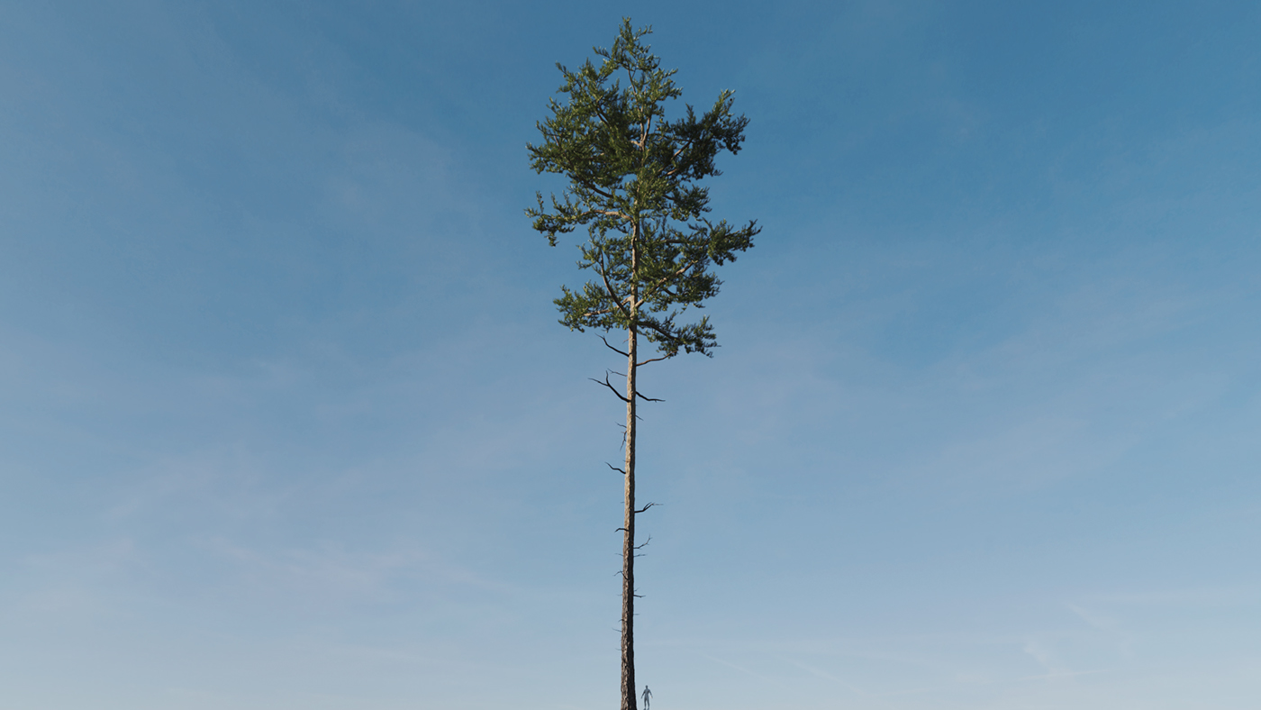 Tree Models pine tree darstellungsart Scots Pine Conifer 3D model archviz archviz models tree asset pine tree models