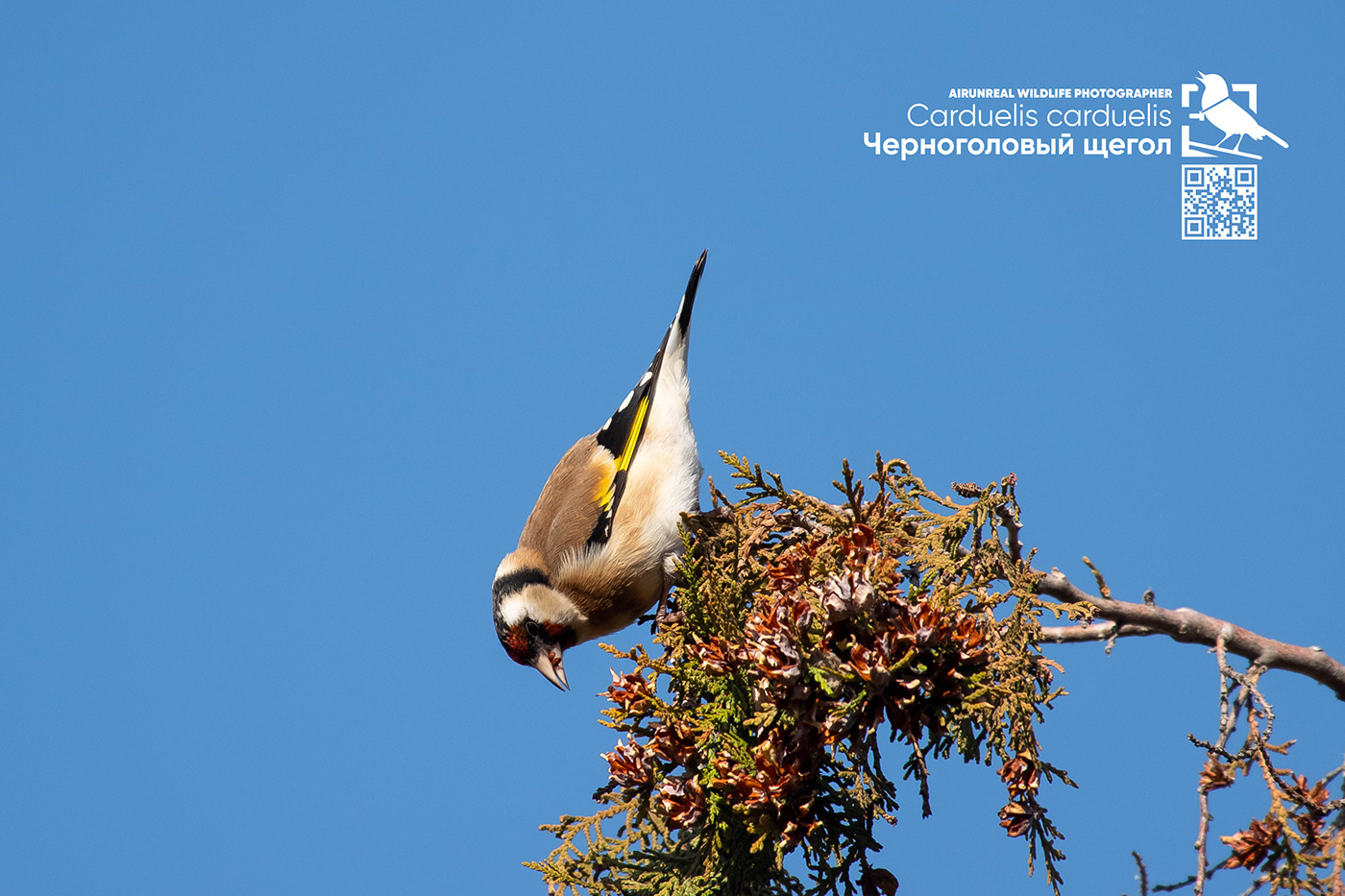 Carduelis carduelis bird birds birdswatching volgograd Russia wildlife European Goldfinch goldfinch
