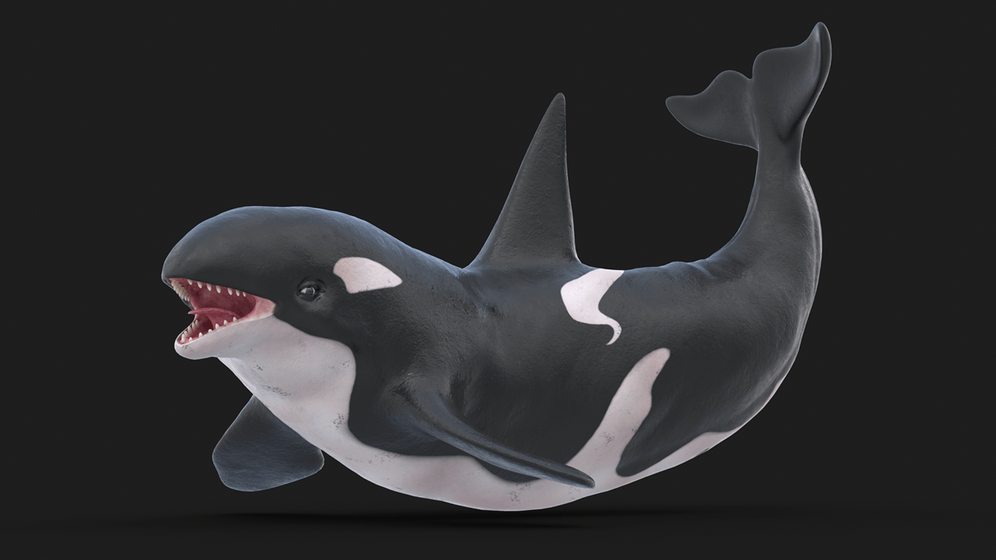 Killer Whale Animated Killer Whale Rigged
