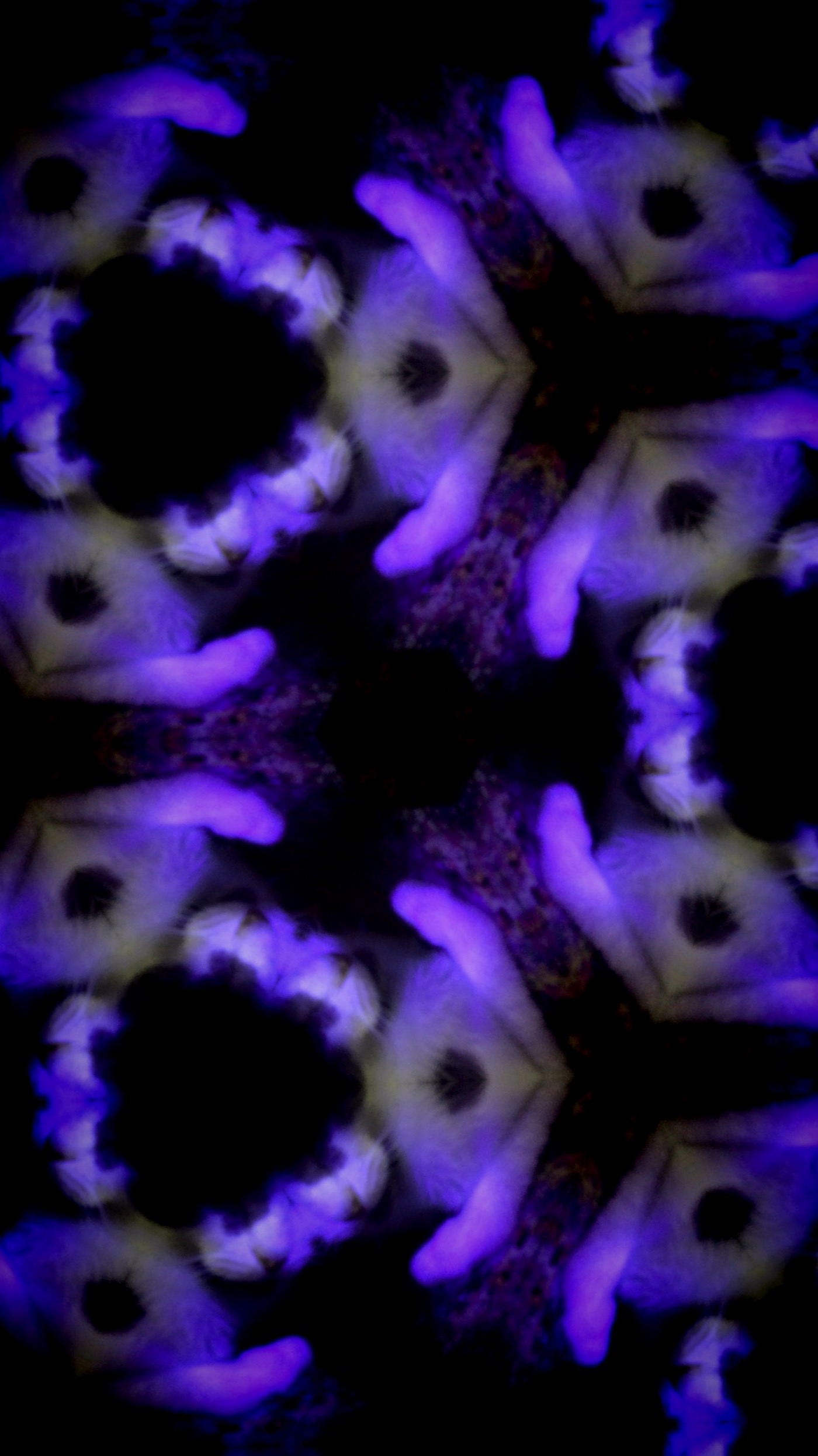 kaleidoscope creatures blacklight neonmob photo art