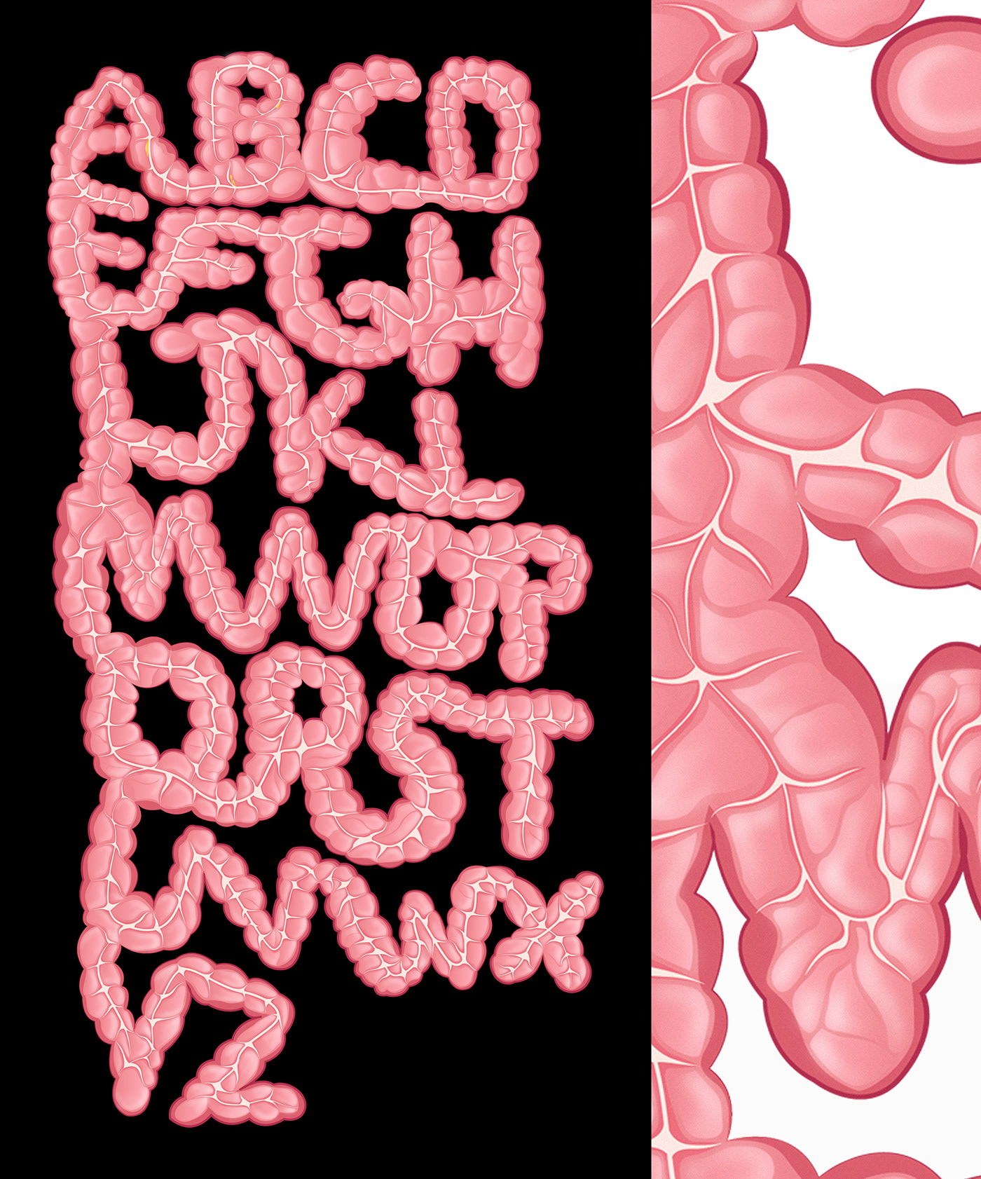 alphabet large large intestine intestine Colon Cancer organic organic typogrphy Vector Illustration vector typography organ Digestive System mesut mesut ugurlu Turkey istanbul