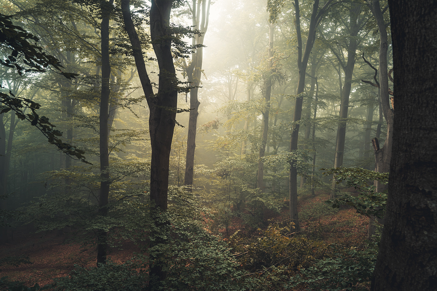 fog forest germany mist Moody Nature Photography  trees woodland