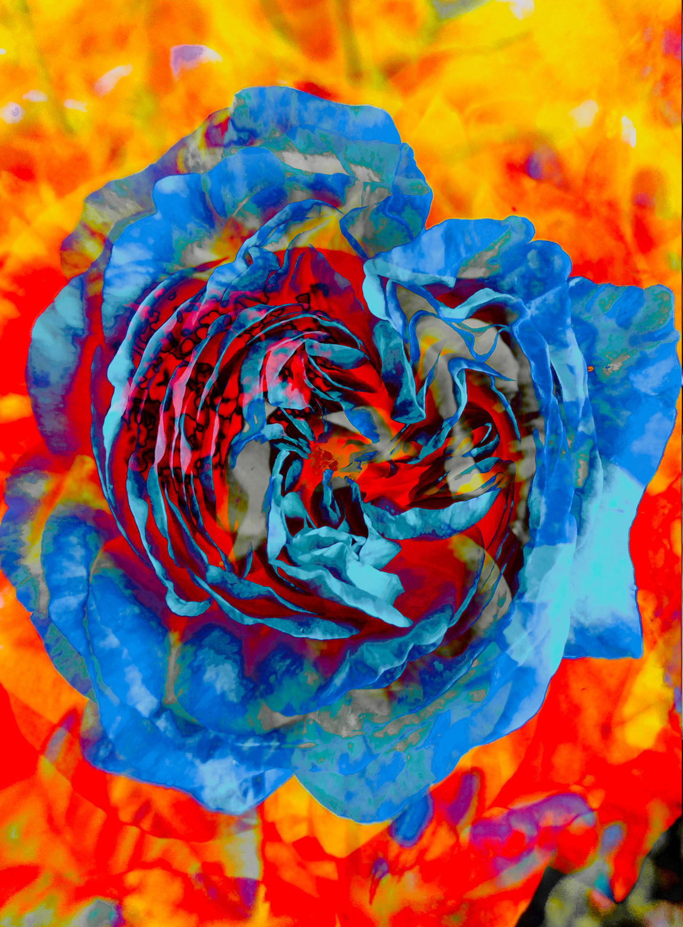 art Blue rose on fire kiev