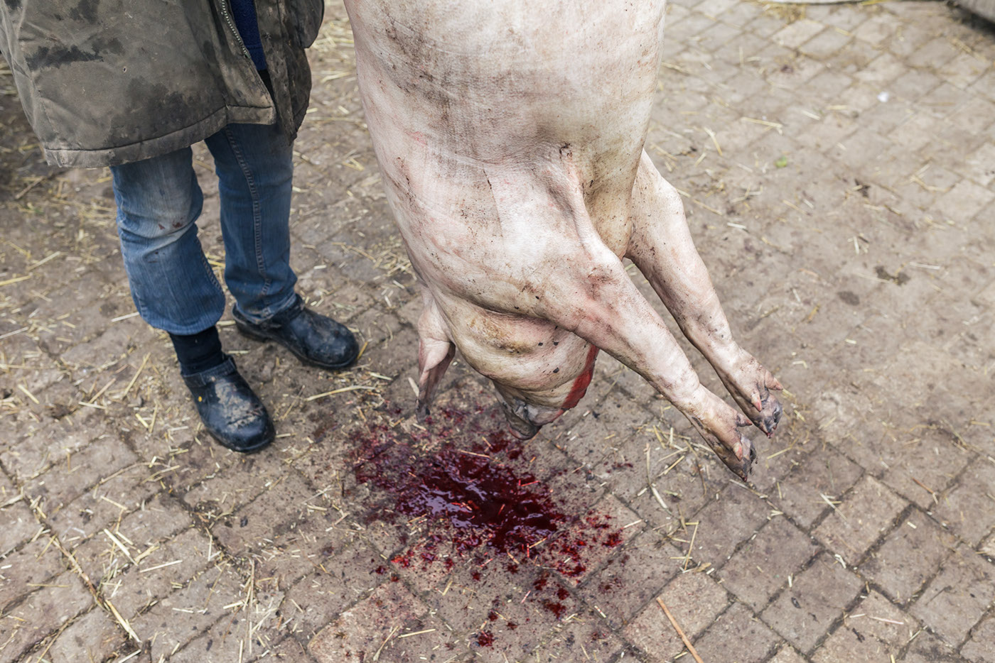 reportage mangalica pig meat farmers carnivore omnivore