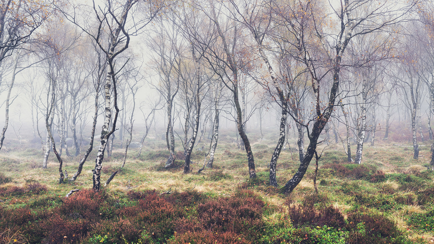autumn birch fog forest Grove mist Nature woodland Landscape Treescape