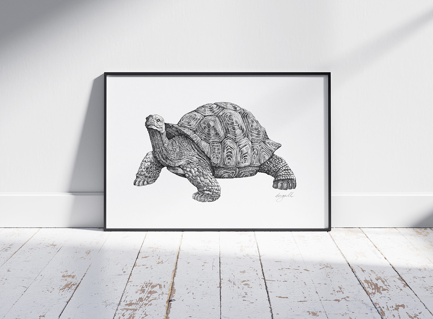 animal Nature Turtle stippling tortue Encre Drawing  artwork artist