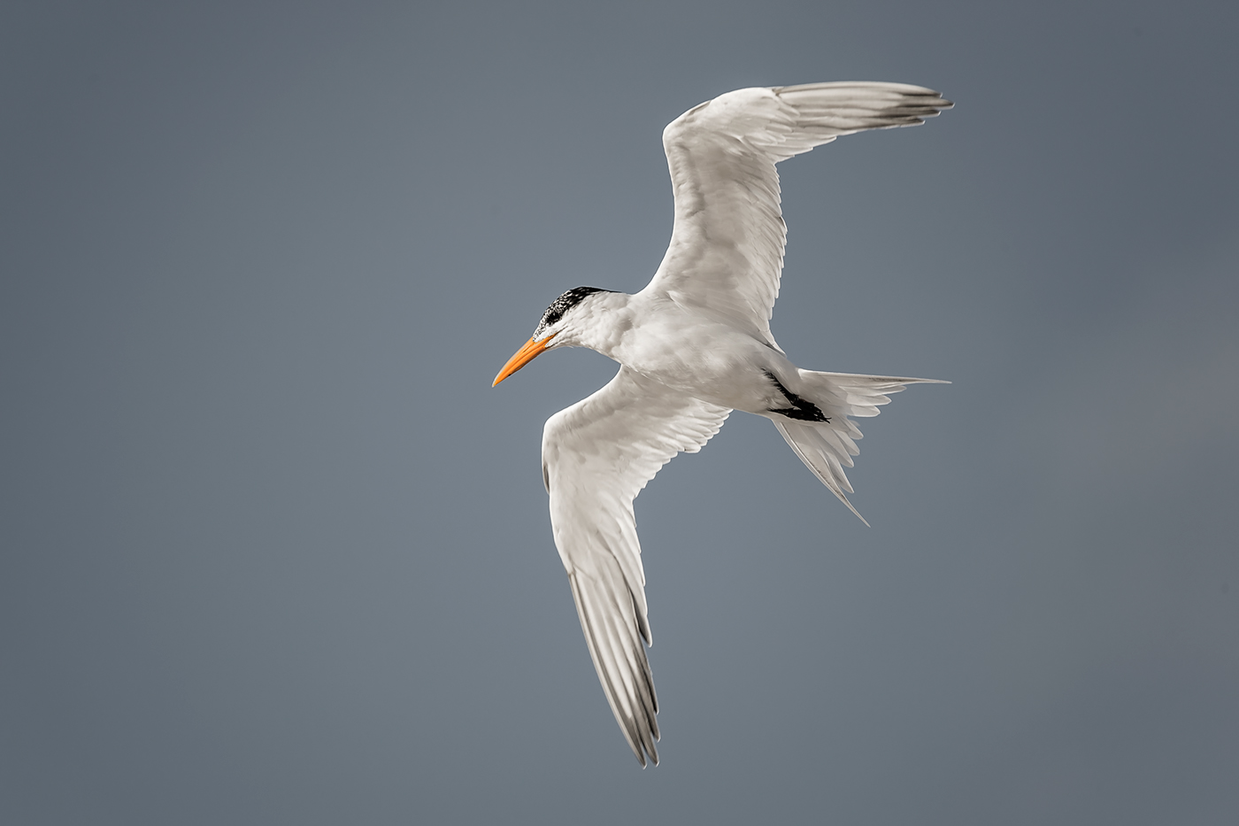 seagull bird Ocean Fly Nature