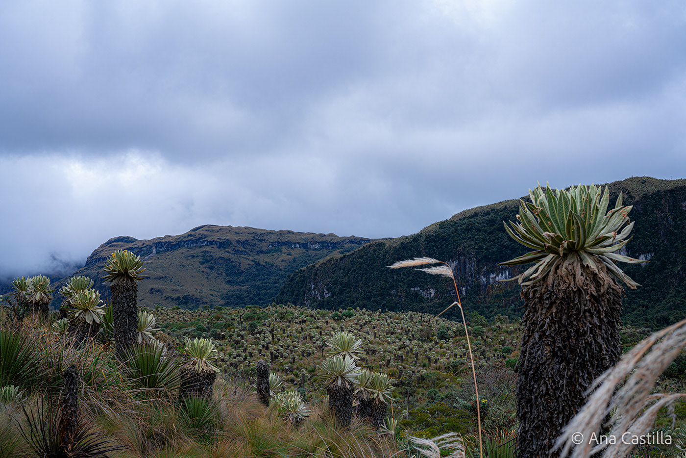 Landscape Photography  paramo frailejón nariño colombia mountains hiking los andes nature photography