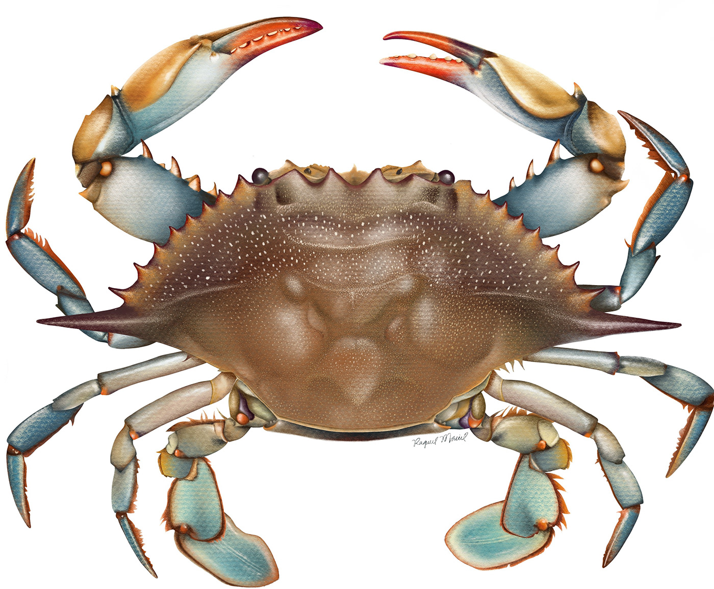 Crab illustration.
