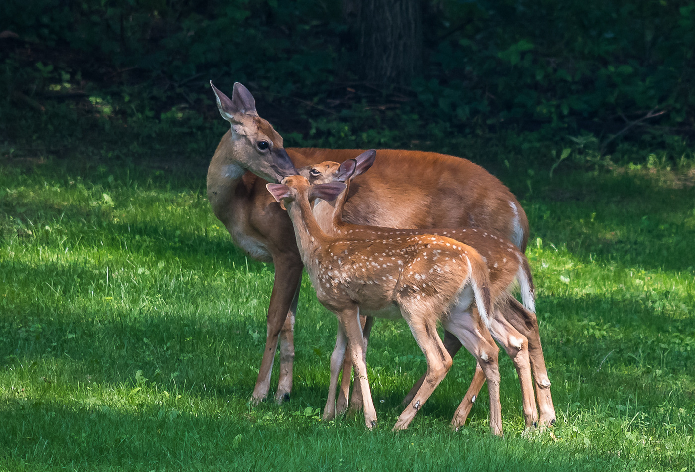 deer doe fawn mothering Twins