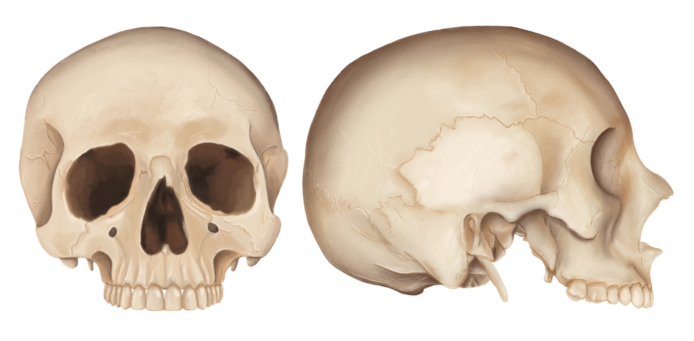 Scientific illustration of human skull front and side