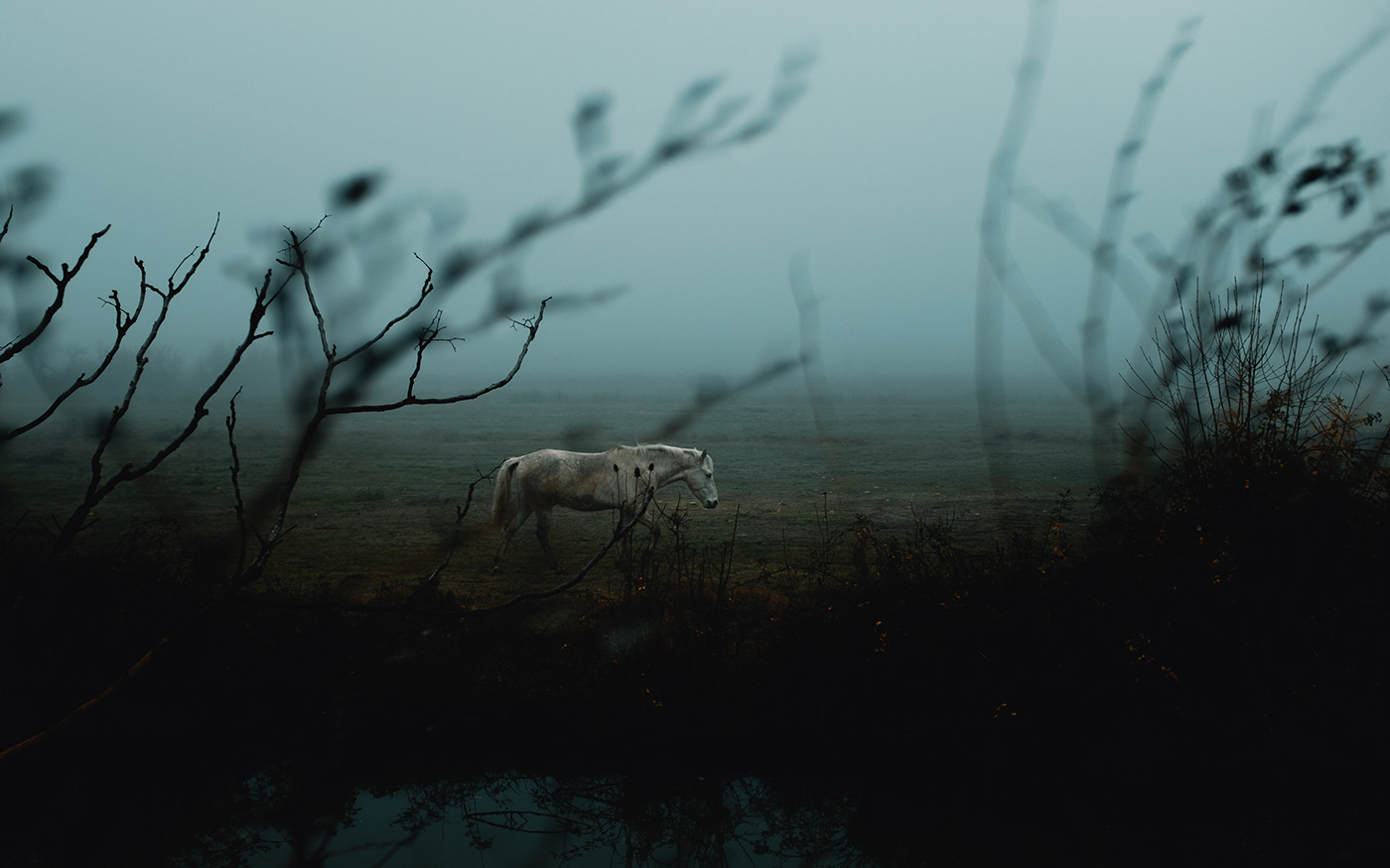 Camargue fog france fujifilm horse Landscape Nature paysage Photographie Photography 
