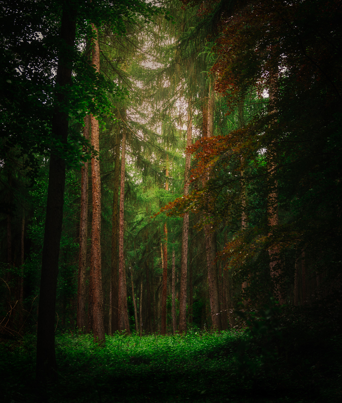 mystical oxfordshire woodland