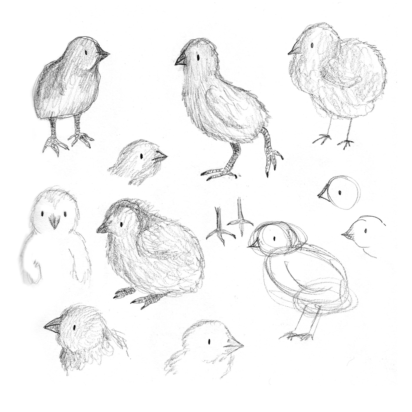 Chick chicks farm animal Character characters sketches roughs childrensbook picturebook book pencil