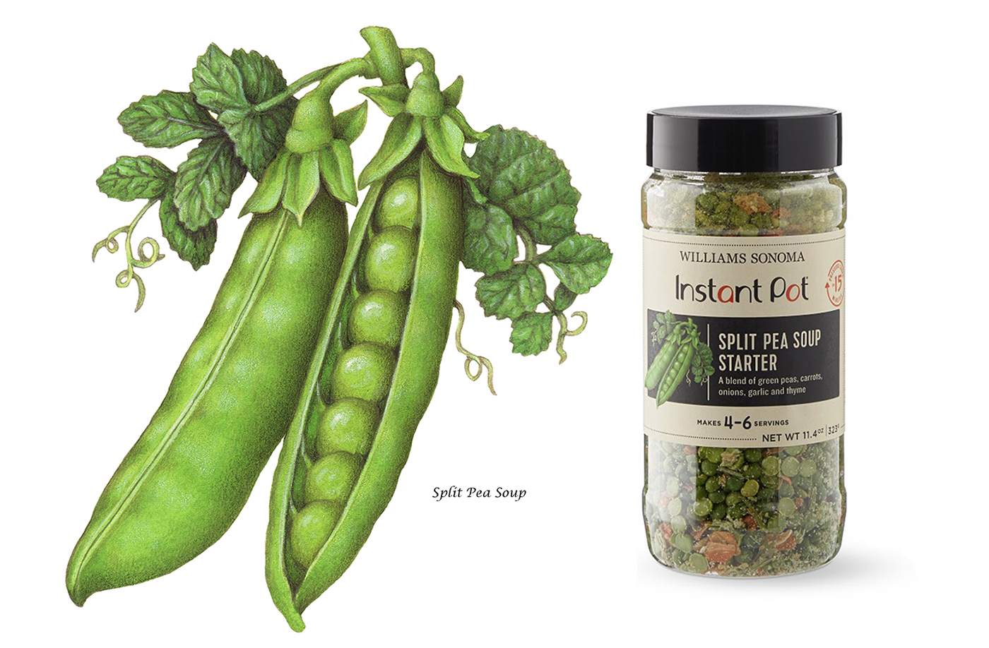 Botanical illustration of a pea plant used on packaging for Williams Sonoma.