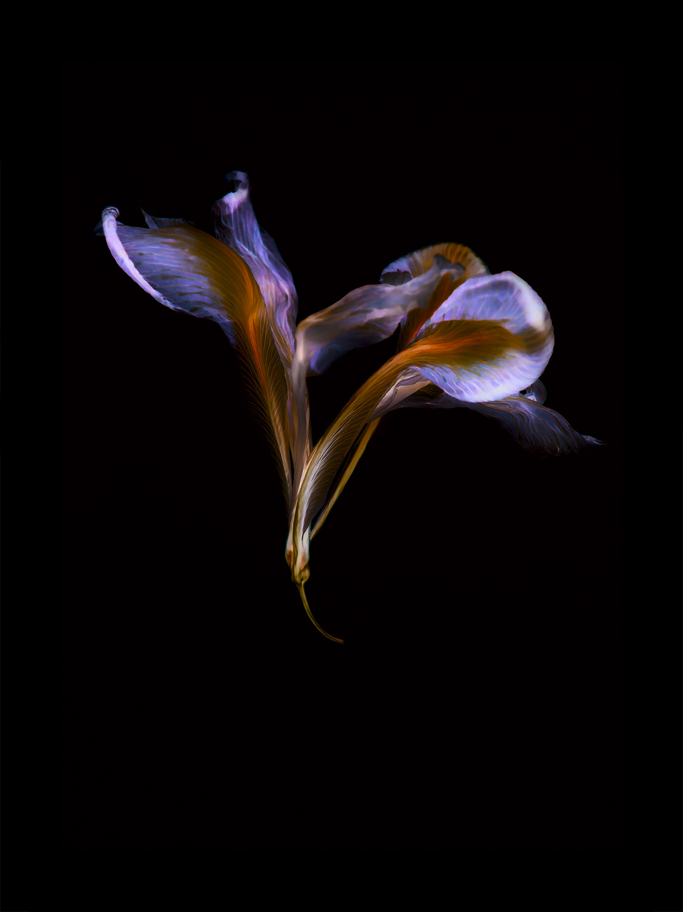 Flowers iris Irises negatives photo still life