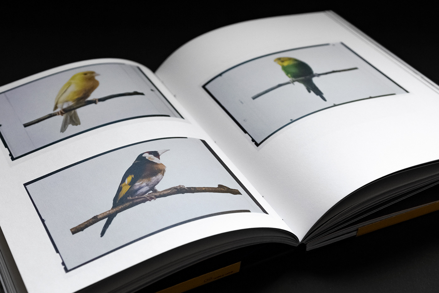 fotolibro photobook dummy personal project editorial design  book Fotografia print