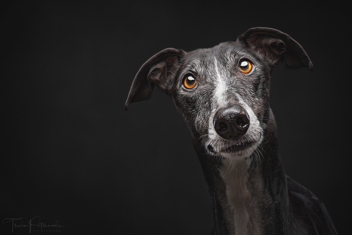 dog photography GALGO galgos canine dogs pets sighthound studio dog