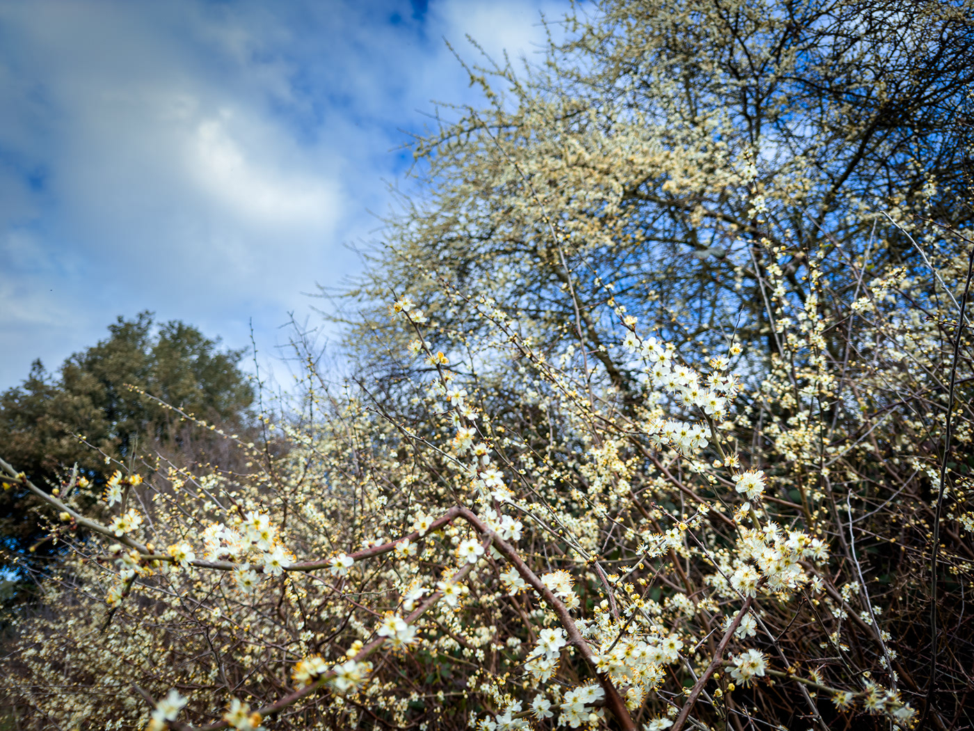 spring blossom Flowers march Photography  lightroom beauty Nature france Landscape