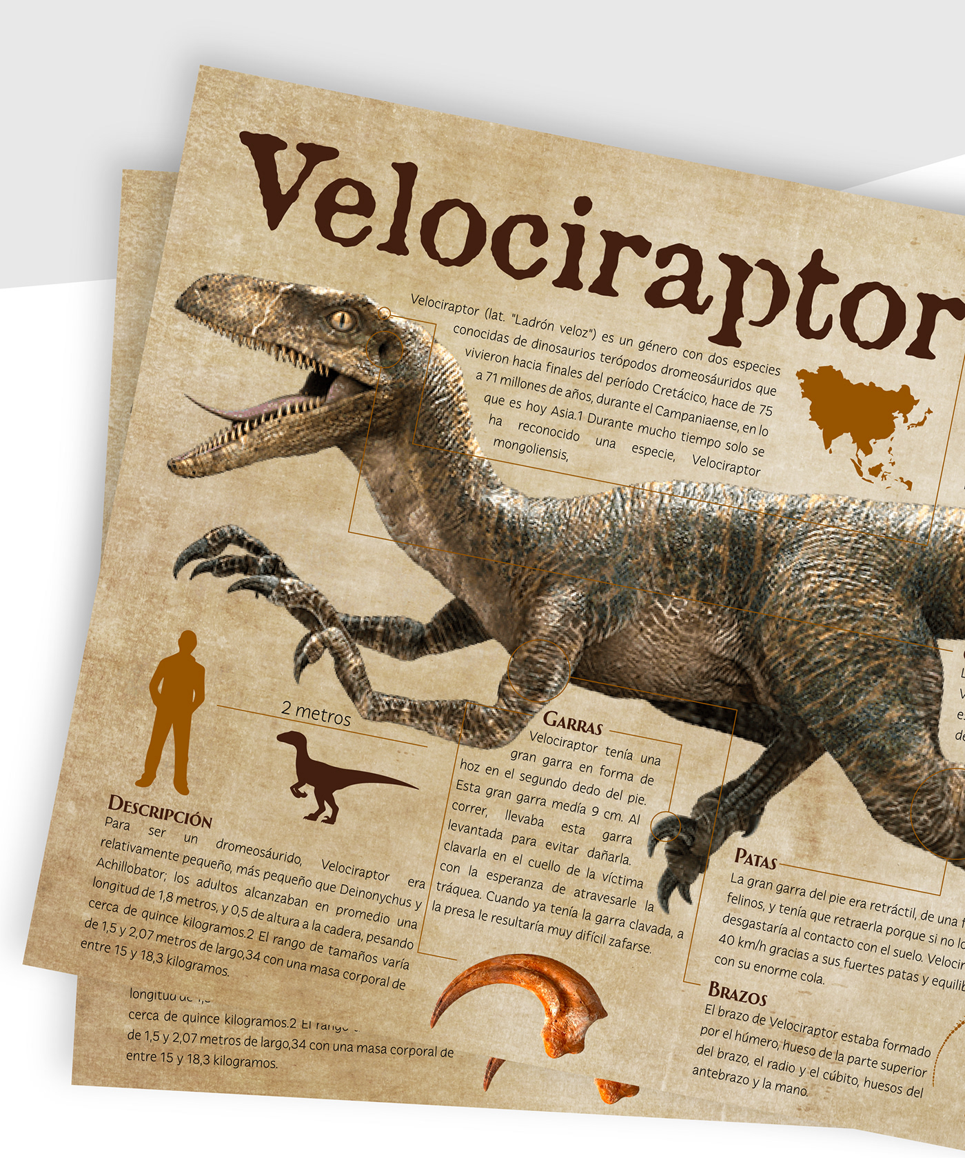 design diagramación Dinosaur Dinosaurios diseño diseño gráfico editorial grafico infografia infographic