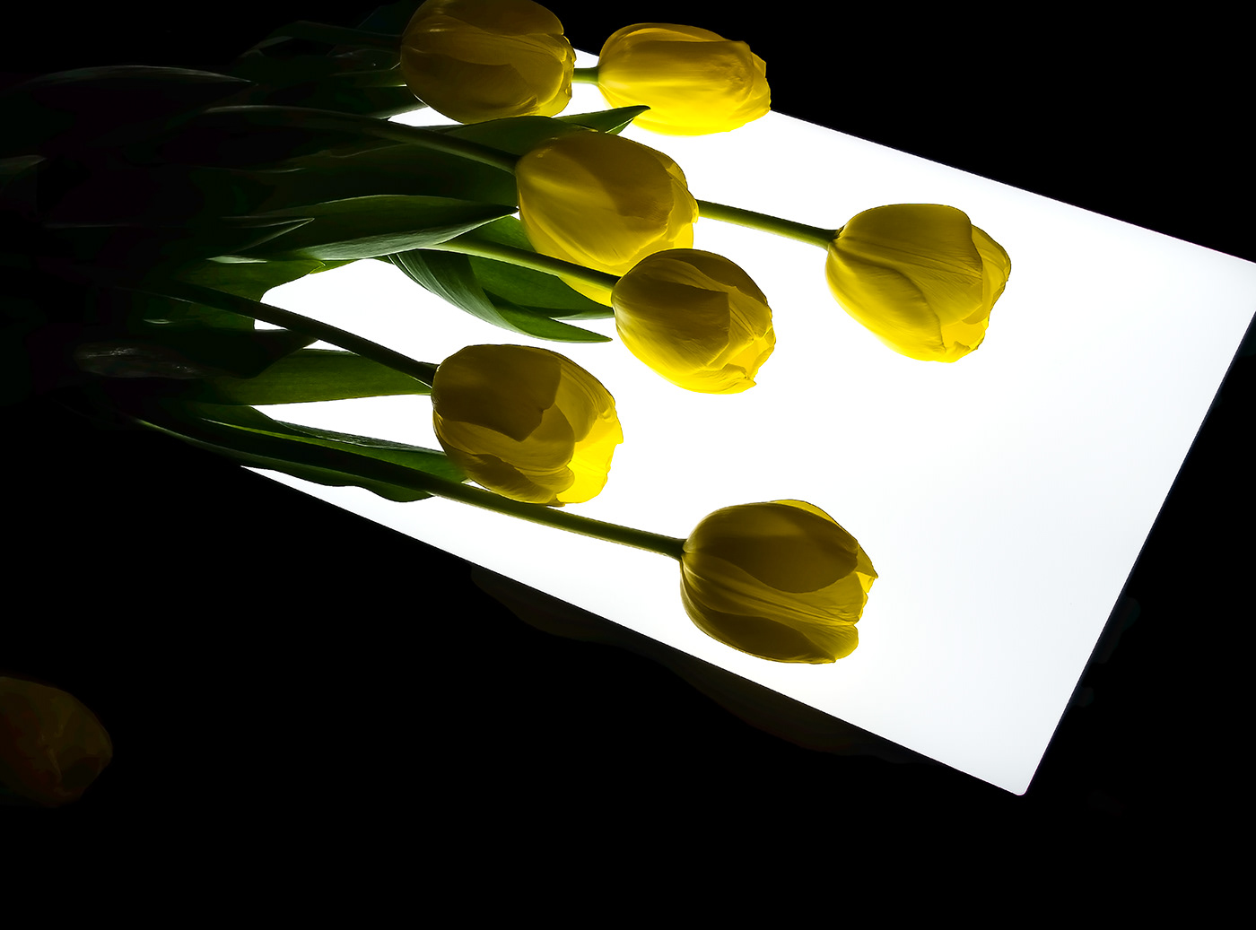 Photography  beauty a photography class dramatic lighting Photographic study Samsung Galaxy 23 Ultra yellow tulips