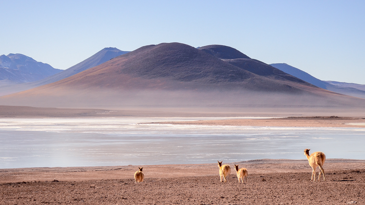 bolivia atacama puna alpaca pictorico fotopaisaje chile Uyuni