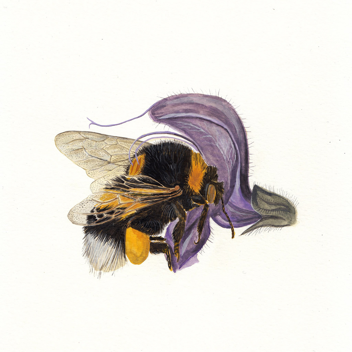 abejas acuarela cuarentena goache insectos naturaleza pintura