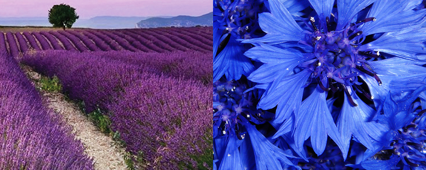 Centaurea blue cornflower lavender Cosmetic logotypes colors Flowers organic Packaging labels face care skin care natural herbal russian
