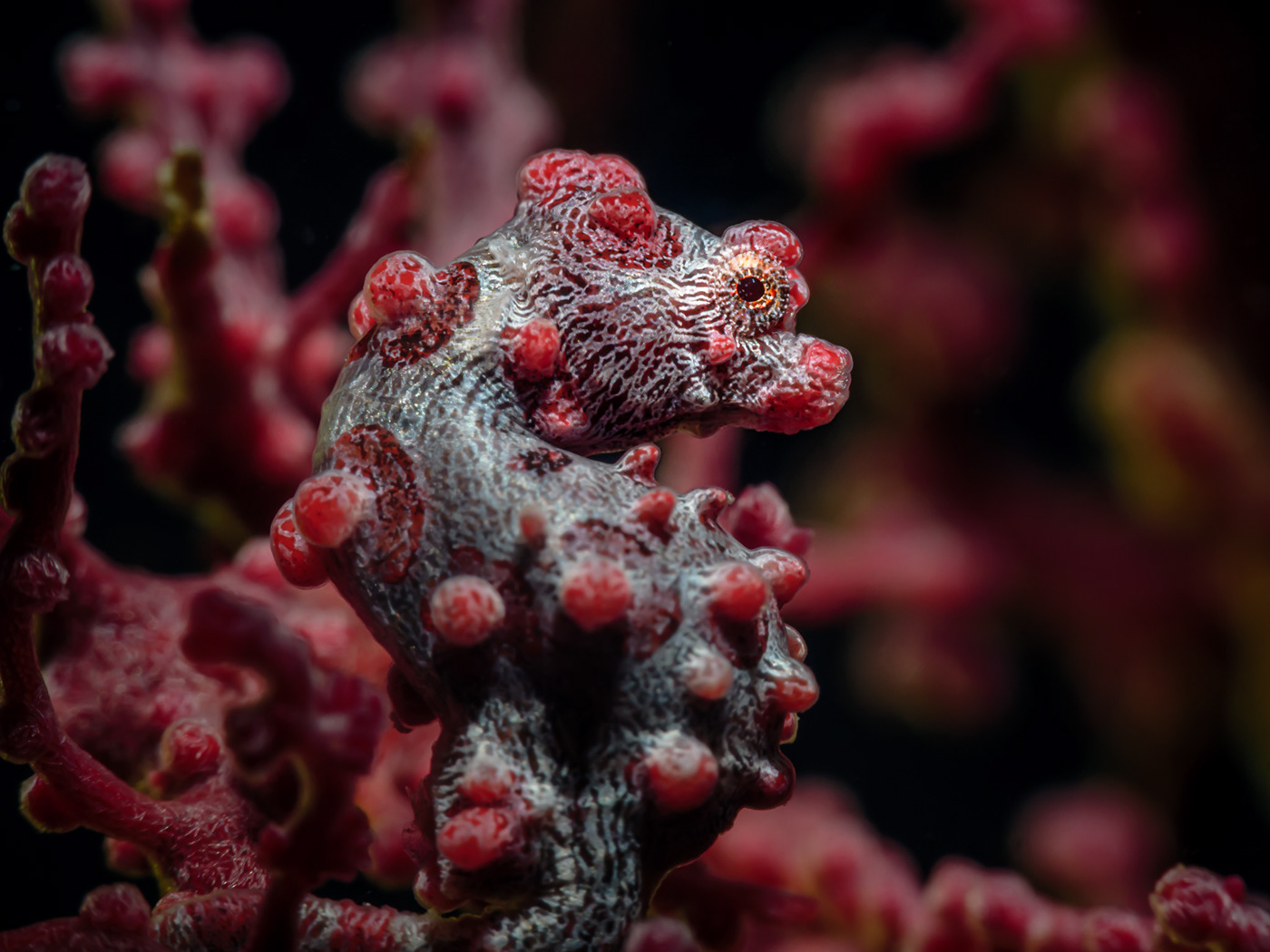art diving macro Macro Photography Nature philippines Photography  scuba Sipalay underwater