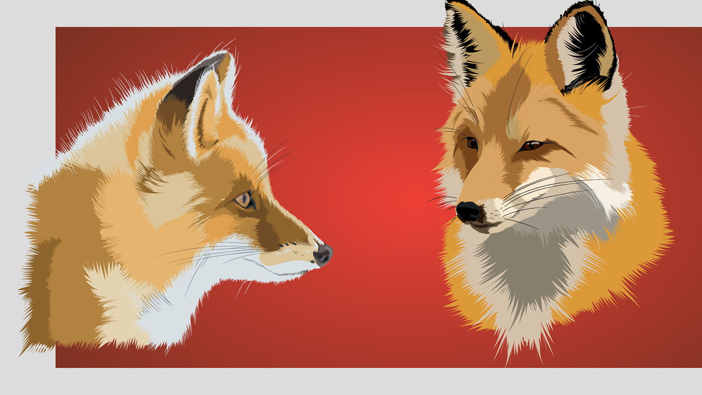 foxes vector illustration