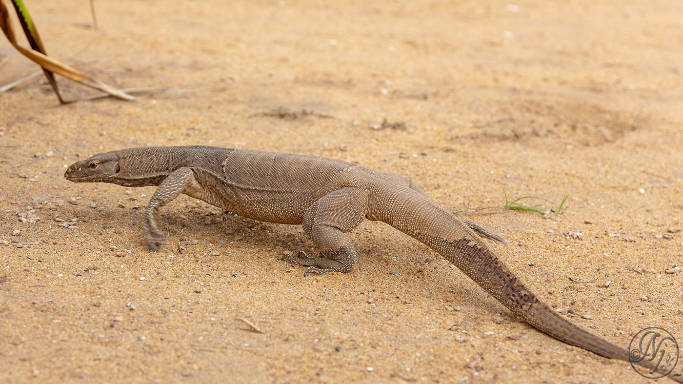 monitor lizard Sri lanka Travel