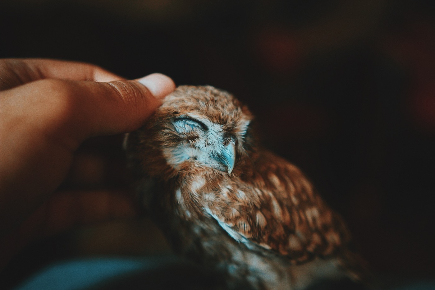 Owl bird photography hand animal nature pet happy tiny sleep