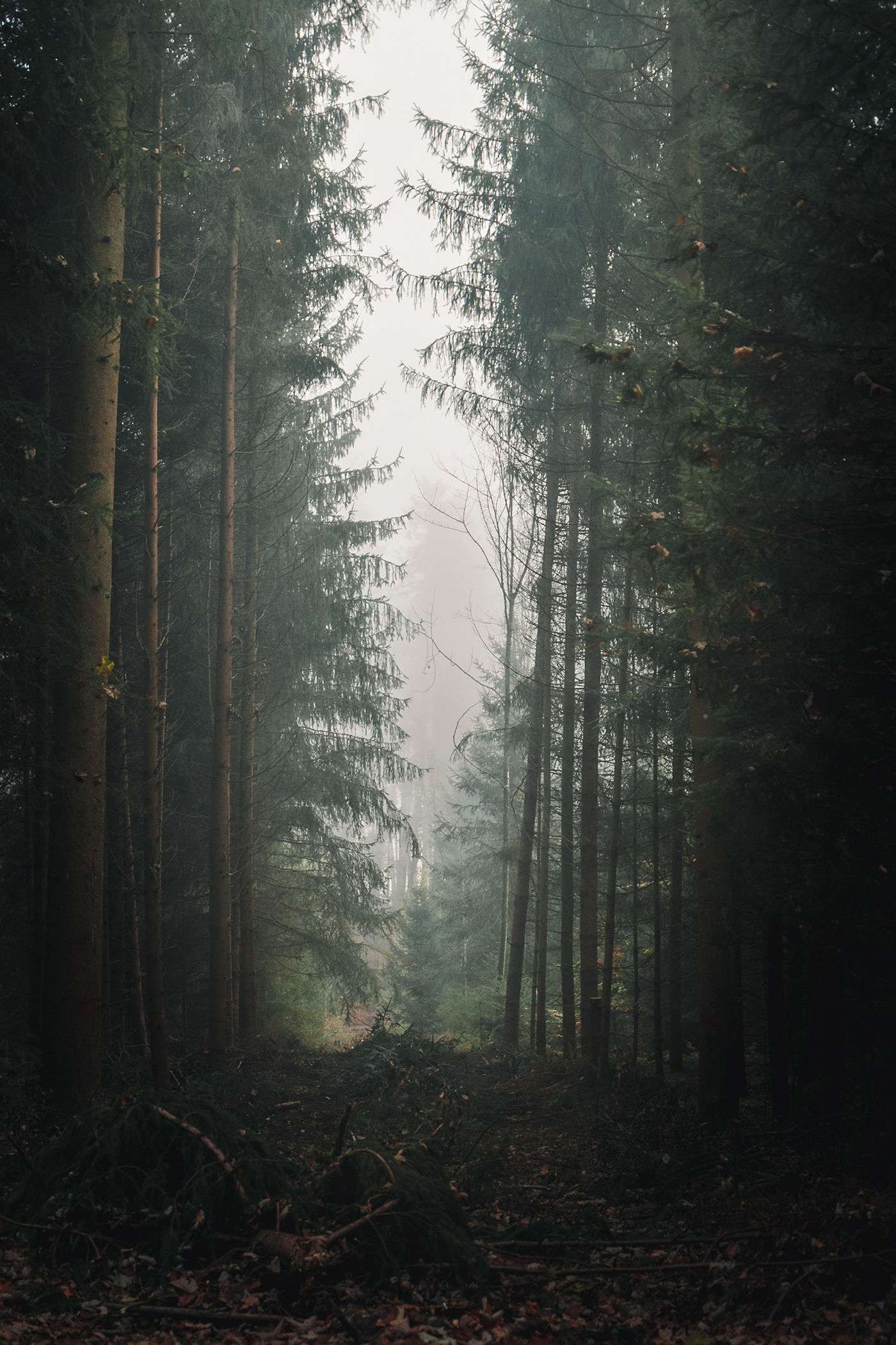 autumn fog forest herbst lumix nebel wald