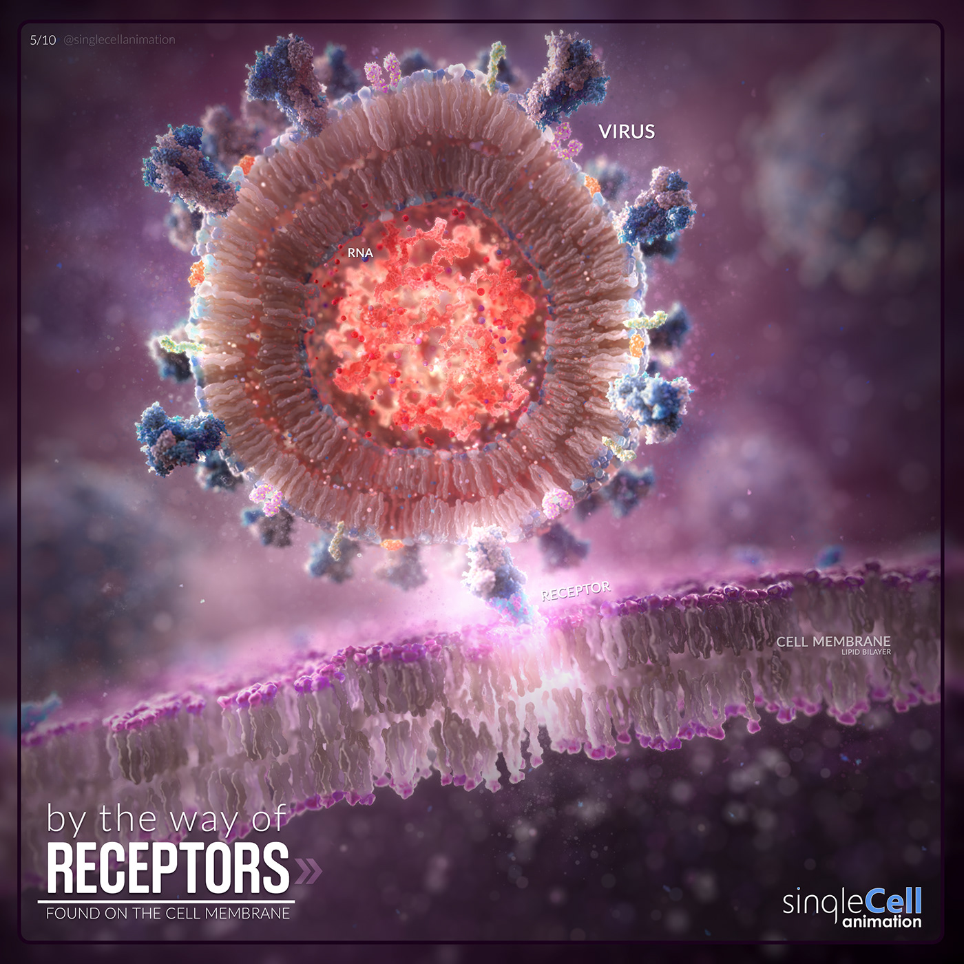 the virus binds by the way of receptors found on the cell membrane.