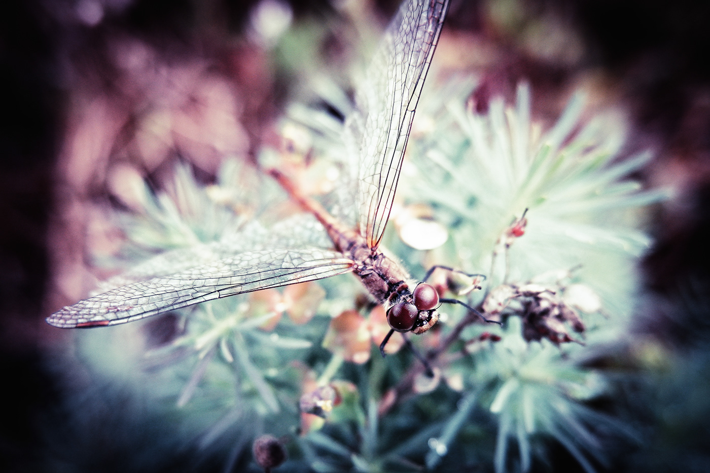 baterfly belarus invertebrate Landscape macro model Nature photographer Photography  portrait