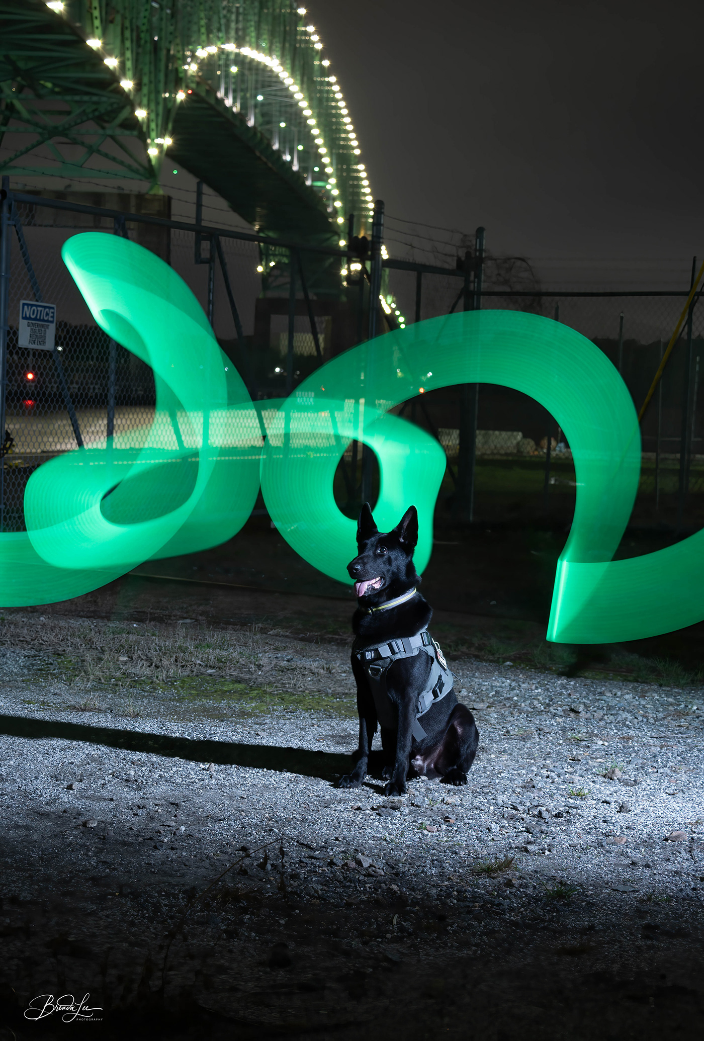 light painting black green Jacksonville Florida animal photography dog photography pet photography German Shephard Hart Bridge urbanscape