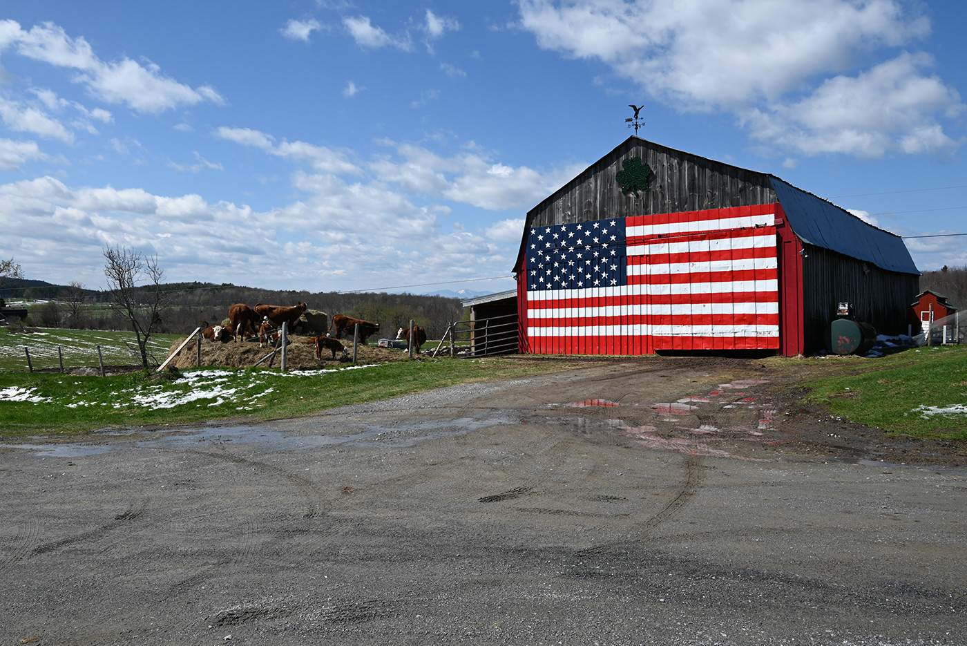 america cows farming usa Vermont