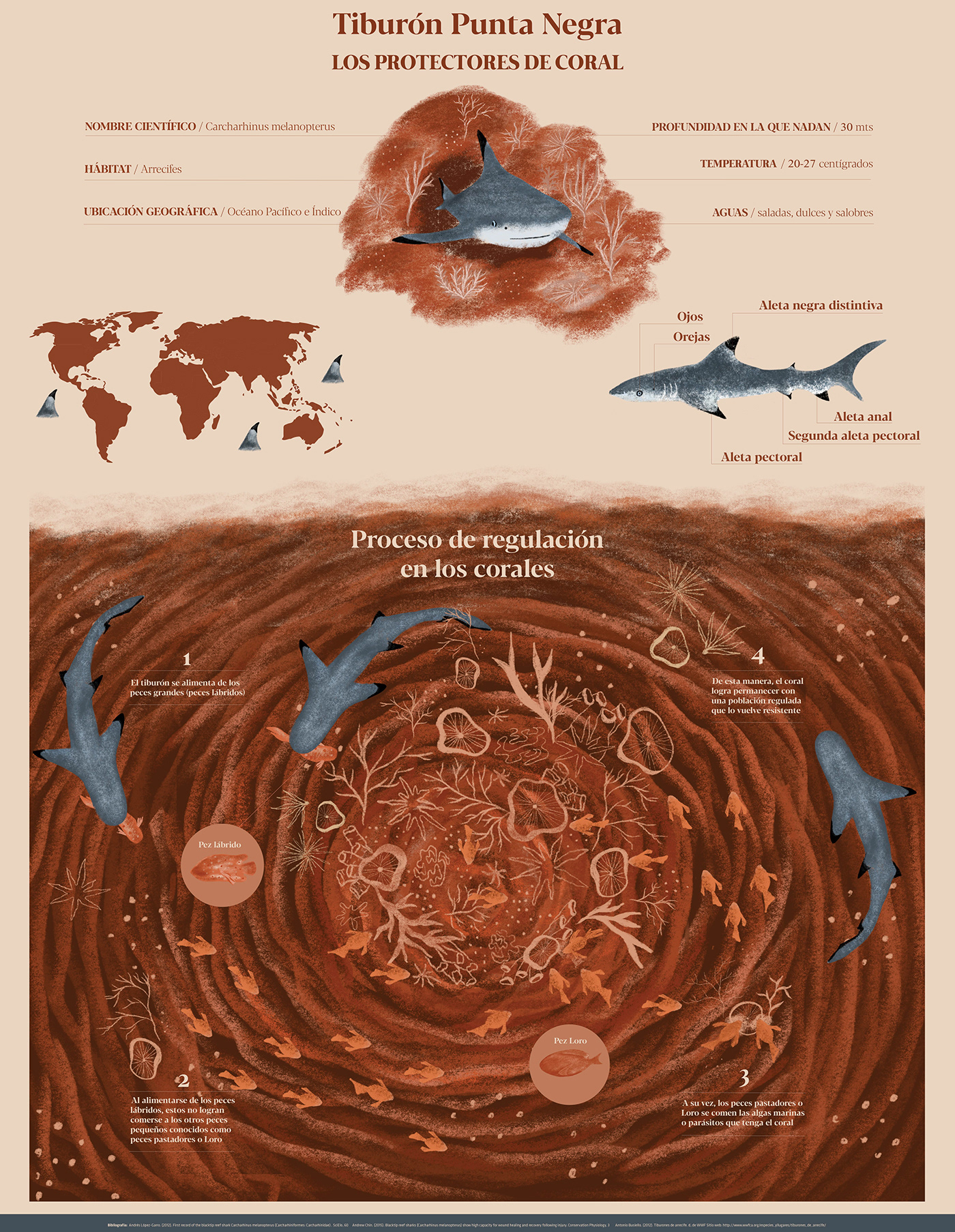 conceptual illustration ILLUSTRATION  infographic sharks illustration