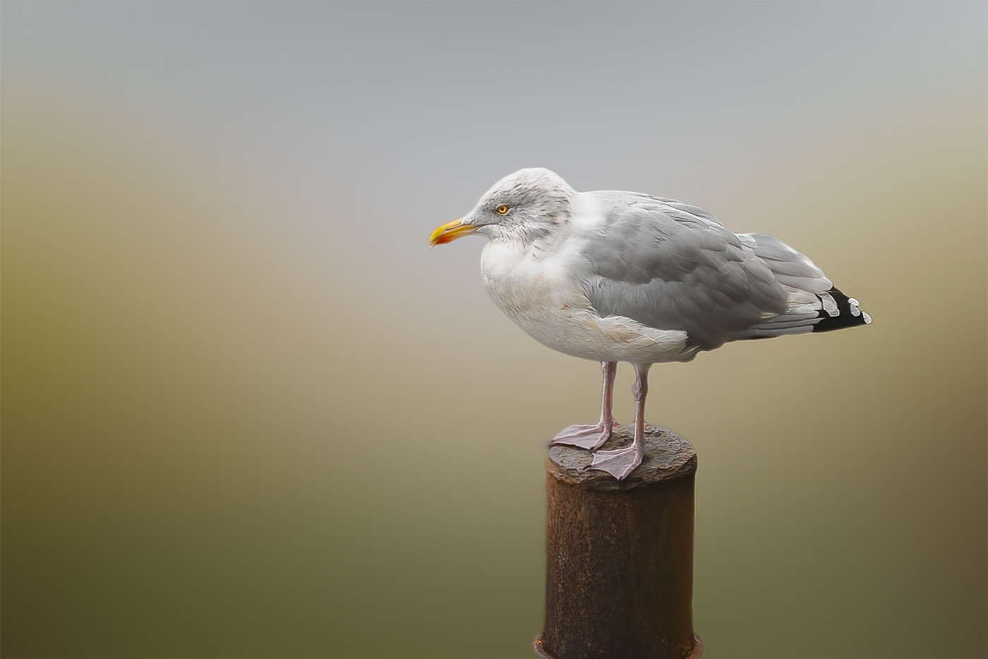 bird Nature lightroom Photography  gull wildlife