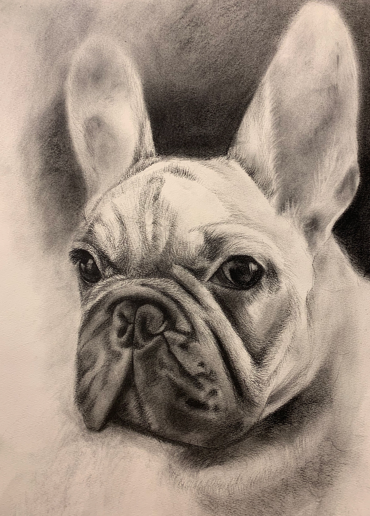 charcoal Drawing  Pet Portrait