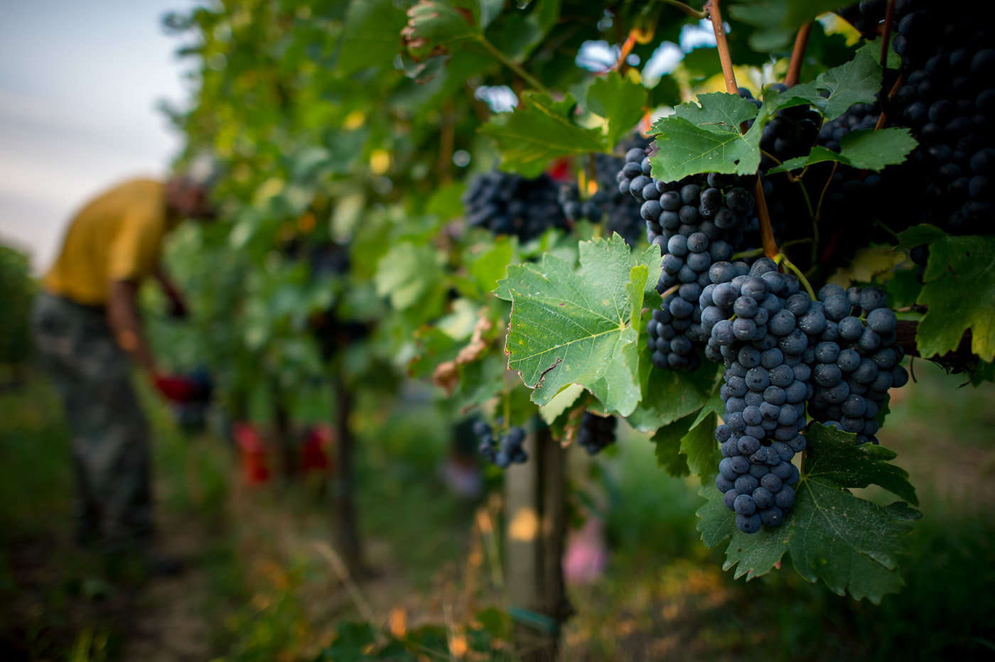 photoreport photo Photography  wine harvest vineyard grape field Work 